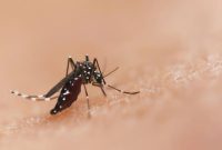 علائم تب دنگی مشابه آنفلوآنزا است