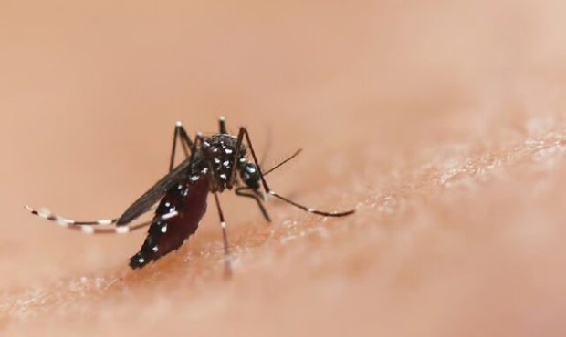 علائم تب دنگی مشابه آنفلوآنزا است