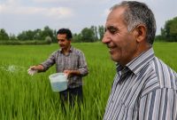 کشاورزان گیلانی از تحول در توزیع کود می‌گویند؛ محصول بهتر، دل شادتر