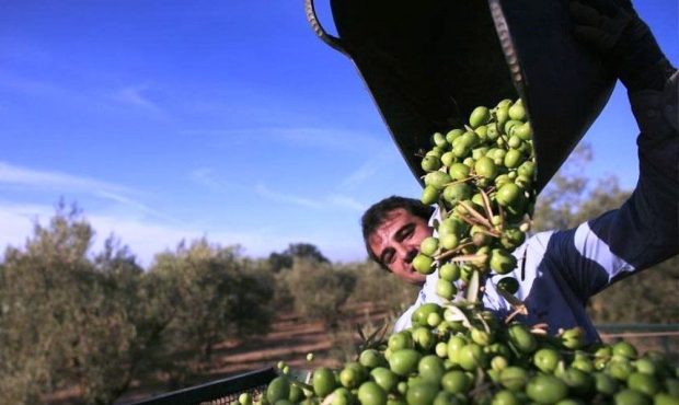 افزون بر ۱۰ هزار تن زیتون از باغ‌های گیلان برداشت شد