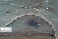 صید ۲۴۵ تن انواع ماهیان استخوانی در گیلان/ ۷۰ درصد صید در رودسر و آستانه اشرفیه بوده‌است