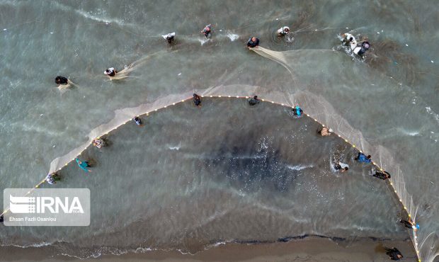 صید ۲۴۵ تن انواع ماهیان استخوانی در گیلان/ ۷۰ درصد صید در رودسر و آستانه اشرفیه بوده‌است