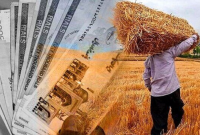 آغاز واریز یارانه نقدی کودهای فسفاته و پتاسه به حساب کشاورزان گیلانی