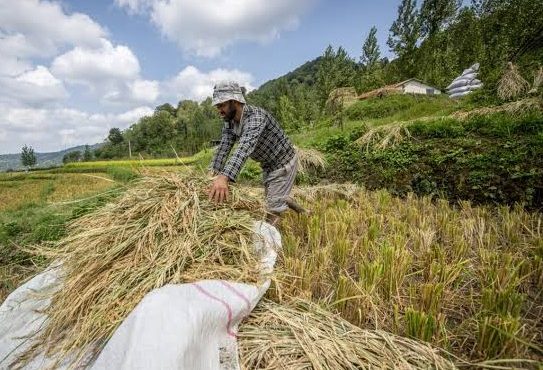 ۲۵۶ مروج کشاورزی برای تولید برنج کیفی گیلان فعالیت دارند